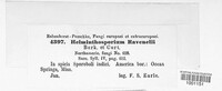 Curvularia ravenelii image